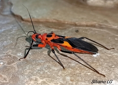 Pseudozelurus superbus