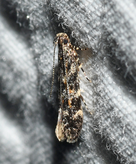 Glauce pectenalaeella
