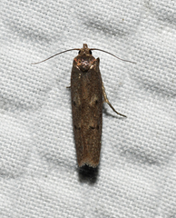 Holcocera chalcofrontella
