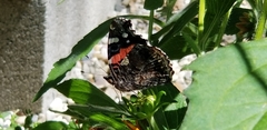 Vanessa atalanta