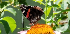 Vanessa atalanta