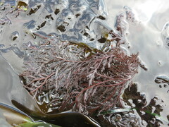 Odonthalia washingtoniensis