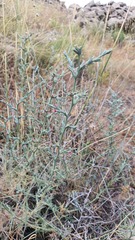 Noaea mucronata