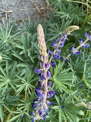 Lupinus montanus glabrior