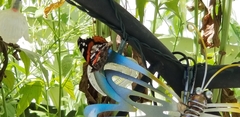 Vanessa atalanta