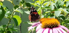 Vanessa atalanta