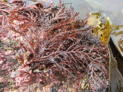 Odonthalia washingtoniensis