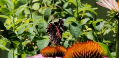 Vanessa atalanta