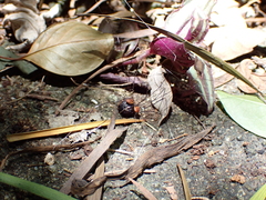 Pseudogagrella splendens