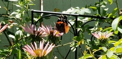 Vanessa atalanta