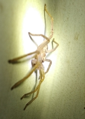 Araneae