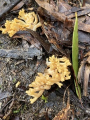 Ramaria lorithamnus