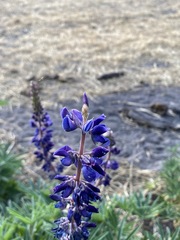 Lupinus montanus glabrior