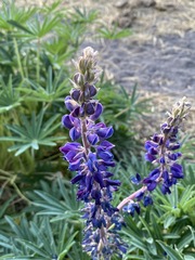 Lupinus montanus glabrior