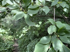 Rhamnus davurica