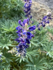 Lupinus montanus glabrior