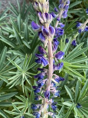 Lupinus montanus glabrior