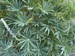 Lupinus montanus glabrior