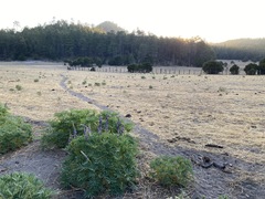 Lupinus montanus glabrior