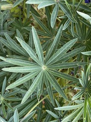 Lupinus montanus glabrior