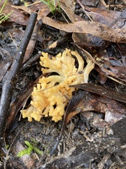 Ramaria lorithamnus