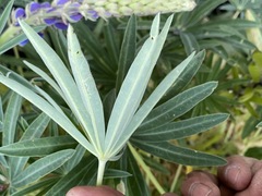 Lupinus montanus glabrior