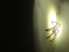 Araneae