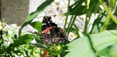 Vanessa atalanta