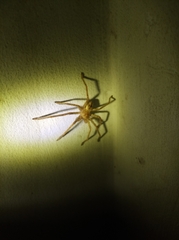 Araneae