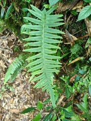 Polypodiodes amoena
