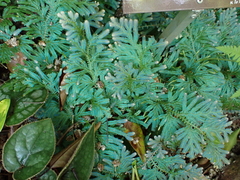 Selaginella uncinata