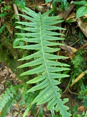 Polypodiodes amoena