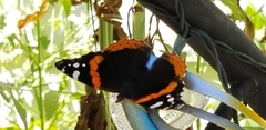 Vanessa atalanta