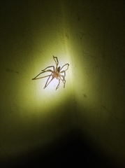 Araneae