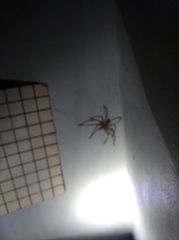 Araneae