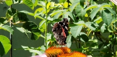 Vanessa atalanta