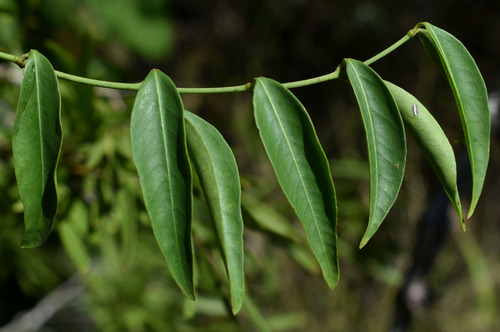 Secamone elliptica observed 2022-04-06