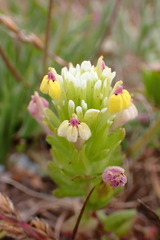 Castilleja ambigua