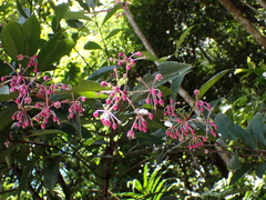 Ardisia hanceana