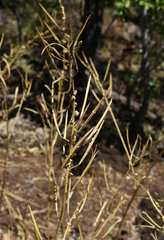 Cleome viscosa