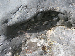 Cellana radians