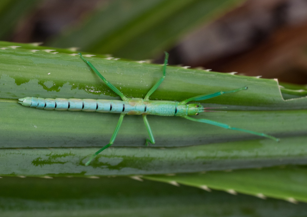 Peppermint Stick Insect