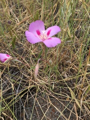 Clarkia gracilis sonomensis