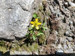 Ranunculus pygmaeus