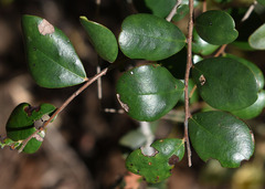 Diospyros humilis