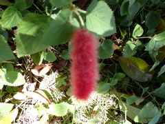 Acalypha pendula