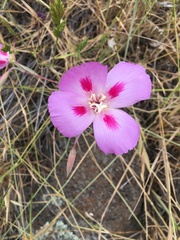 Clarkia gracilis sonomensis