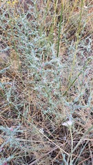 Noaea mucronata