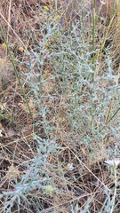 Noaea mucronata