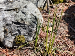 Juncus drummondii